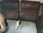 Daisy is a 5 month old female staffyjack
