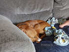 Saluki x Bull Greyhound 7 Month Old Friendly Boy