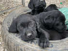Labrador Pups Chunky black health tested parents