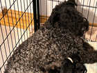 KC registered Kerry blue terrier puppies