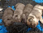 Beautiful litter of STUNNING french bulldog puppies
