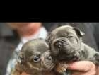 2 beautiful frenchies for sale