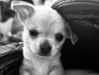 Beautiful small girl chihuahua puppy
