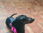 Female Dachshund looking for her forever home