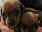 Smooth haired miniature shaded red dachshunds.