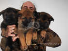 Top Quality German shepherd puppies