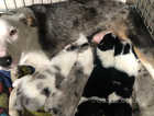 All male litter of collie pups