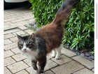 Anyone lost this cat