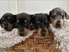 4x dachshunds available! READY TO GO
