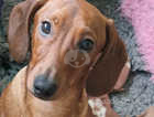 Adorable and beautiful Miniature Dachshund puppies - ready now.