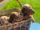 Kc Miniature dachshund puppies health tested parents
