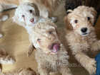 Stunning miniature golden doodle puppies **ready now***