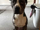 Beautiful xl male looking for a new home