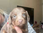Quality miniature dachshund long/smooth haired