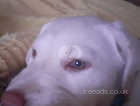 Labrador Puppy Stunning eyes