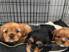 Ruby and Black and Tan cavalier King Charles spaniels
