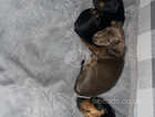 21 week old miniature dachshund