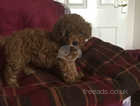 Red Toy poodle puppies kc reg boy Had first vaccination and vetcheck and microchipped