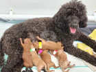Family bred miniature poodles