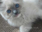 Beautiful Ragdoll Kittens available £400