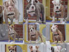 Old English bulldogs/ old tyme bulldogs.....LICENSED & REGISTERED
