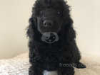 Fully tested ready mini poodles