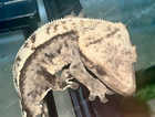 Male Crested geckos