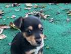beautiful jack russell puppies for sale READY NOW