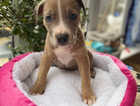 # MERLE XL BULLY PUPPIES #