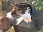 K.c registered English Springer Spaniel puppies