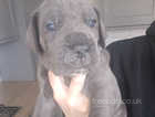 KC Registered Great Dane Puppies Available