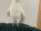 HandReared Tame Talking Yellow Crested Cockatoo Parrot,25