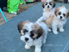 Puppies for sale READY to leave now!