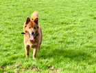 17 month old chow shepherd needs rehoming
