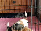3 Gorgeous Jack Russell puppies