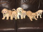Cute puppies ready now
