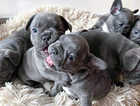 Lovely French Bulldog Puppies looking 4 new Family