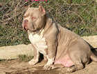 American Pocket Bully top blood Abkc registered!