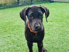 Beautiful, well bred for health and temperament OUTSTANDING female puppy