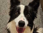 Male 2 year old collie