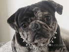 18 Month Pug For new home (Reduced)