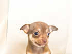 Super Adorable Kennel Club Reg Chihuahua Puppies