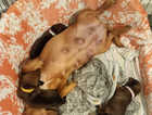 2  dachshund boys shaded red  puppies left