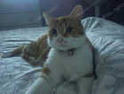 Missing cat liverpool