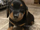 Beautiful male miniature Dachshund puppy