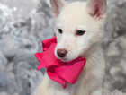 Beautiful Siberian husky puppies reduced last 2 females ready now