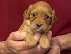 Stunning Cavapoo F1 pups from Heath Tested Parents