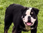 Beautiful long haired English bulldog male