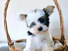 Biewer terrier puppies for sale