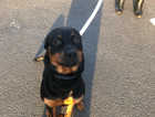 Puppy rottweiler for sale